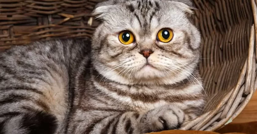 Scottish Fold Kedi Irkı Özellikleri, Karakteri, Bakımı ve Beslenmesi